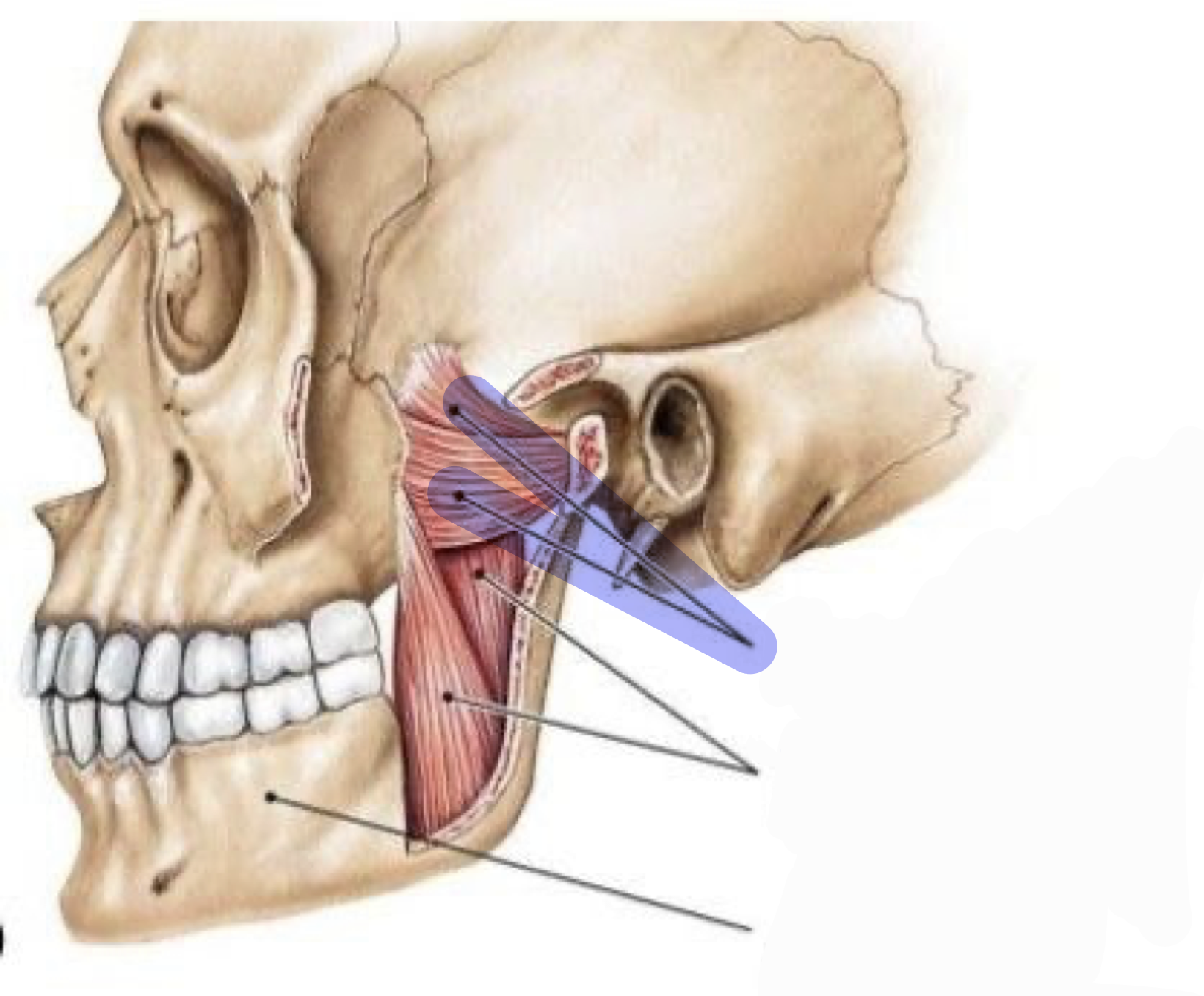 <p>Opens jaw</p>