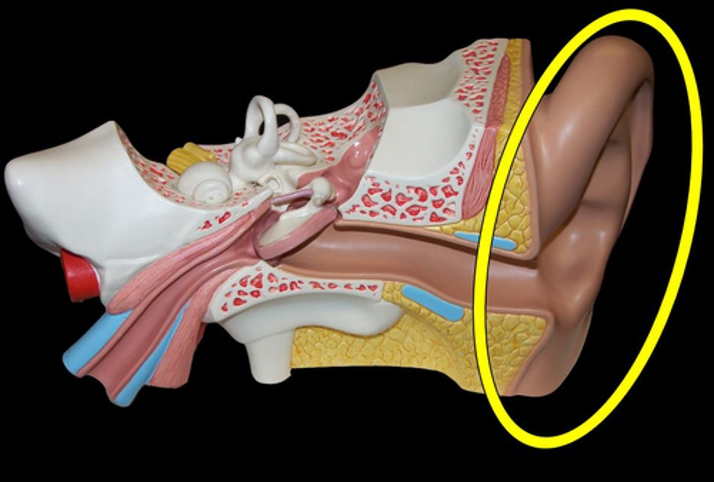 <p>Outermost portion of the ear.</p>