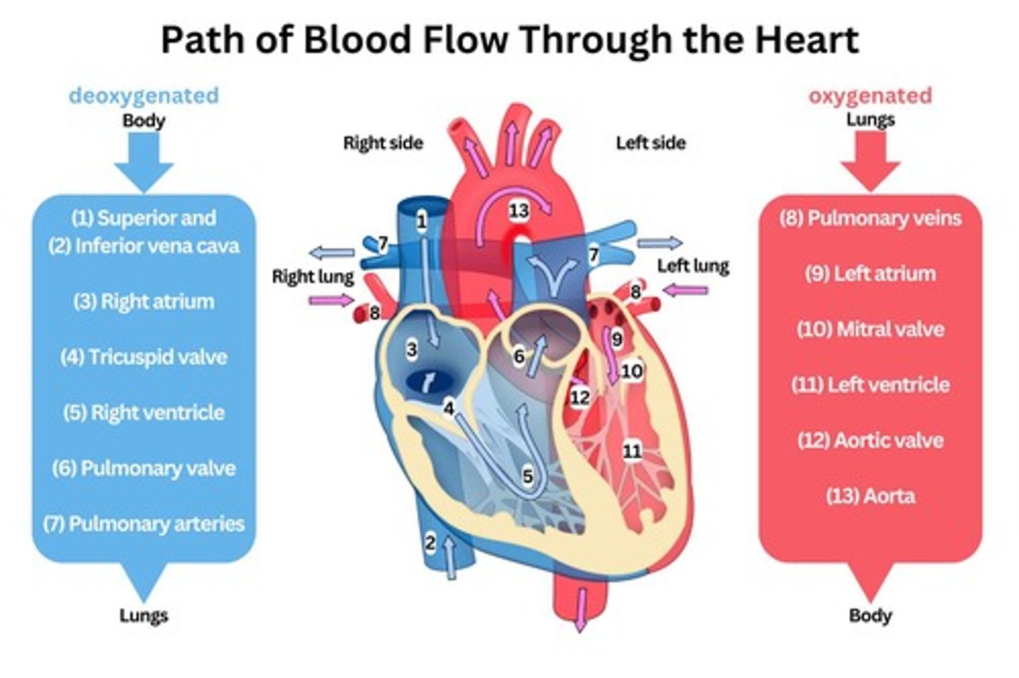 <p>Anatomy and function of blood vessels.</p>