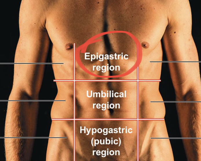 <p><u>above</u> the belly button</p>