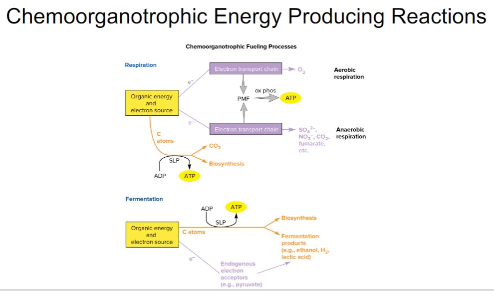 <p>Chemoorganotrophic energy producing Reactions</p>