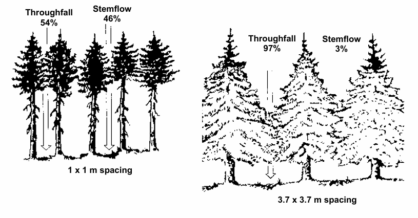 <p>Spacing and crown form</p>