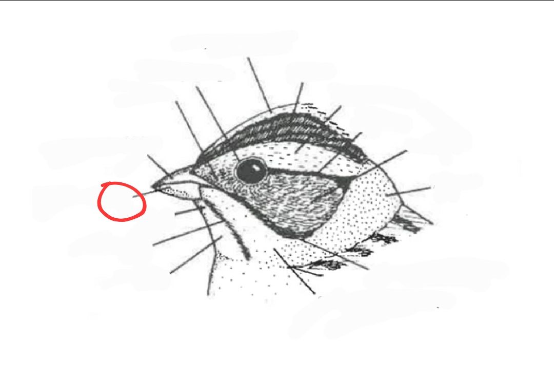 term image
