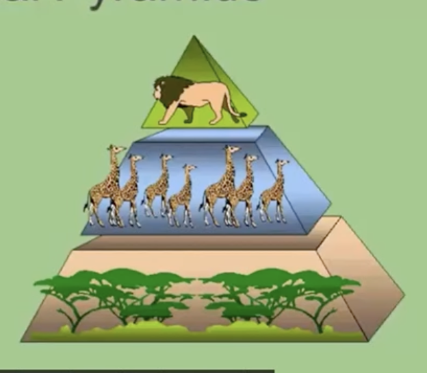 <p>the biomass, number of organisms, and energy decreases as you go higher up the pyramid</p>