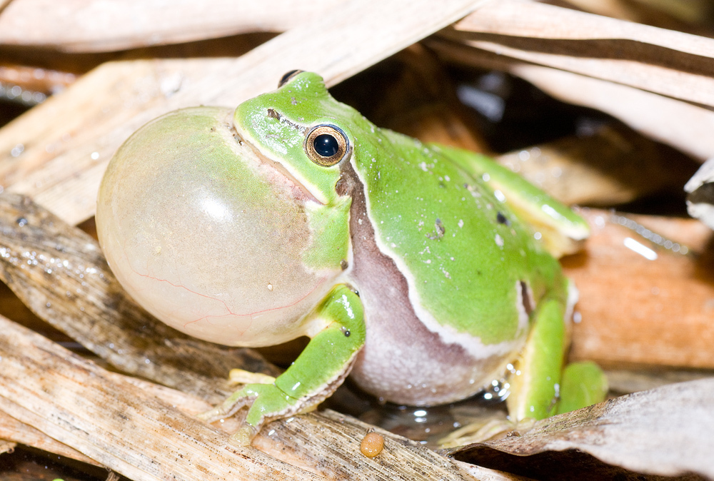 <p>Rzekotka drzewna</p>