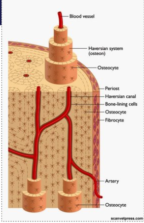 <ul><li><p>formed in appositional bone growth, when bone increases in diameter. </p></li><li><p>Formed from existing blood vessels on the periosteum of the bone - the osteoblasts underneath the blood vessels in the periosteum have a decreased rate of osteoid production, whereas other side has an increased rate</p></li><li><p>Once ridges form, they fuse and form a tunnel around the blood vessel lined with the endosteum</p></li><li><p>Concentric lamellae formation: osteoblasts in endosteum build them onto the valls of the tunnel, filling inward until just enough space for the blood vessel</p></li><li><p>circumferential lamellae form as the bone continues to grow outward as the osteoblasts in the periosteum build them</p></li><li><p>Run parallel to the acix of the bone, contain one or more vascular canals are are ALWAYS surrounded by woven bone.</p></li></ul><p></p>