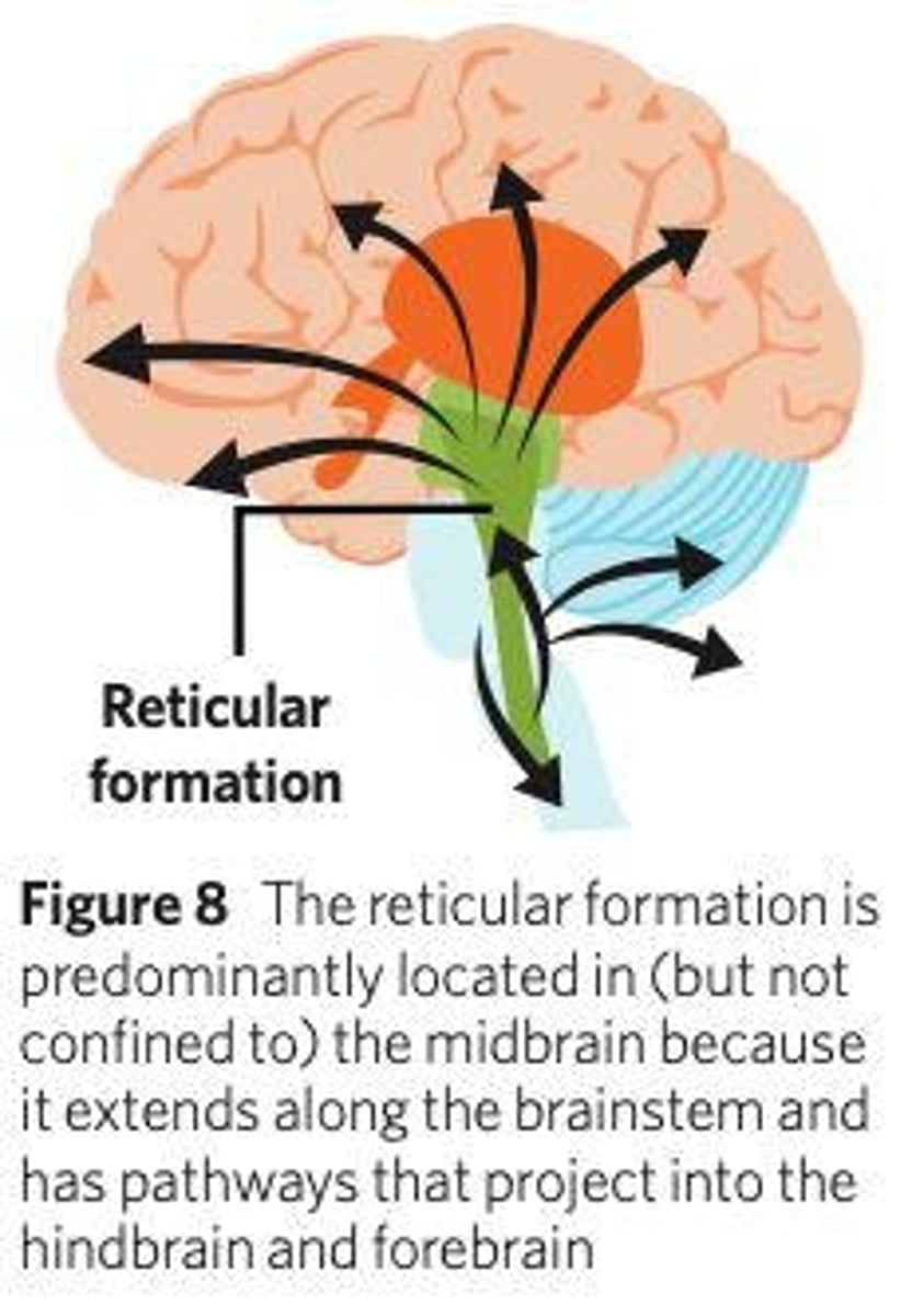<p>A network of neurons in the midbrain that filters and directs neural information.</p>