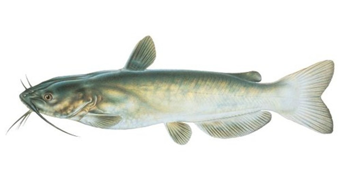 <p>4 pairs of barbels, no scales, adipose fin, fin spines</p>