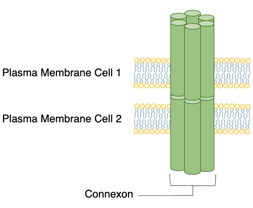 <ul><li><p>cells that are touching can communicate using gap junctions</p></li><li><p>gap junctions are made of connexons which dock together to form channels from one cell to another</p></li><li><p>allows chemical signals to move directly between cells</p></li></ul><p></p>