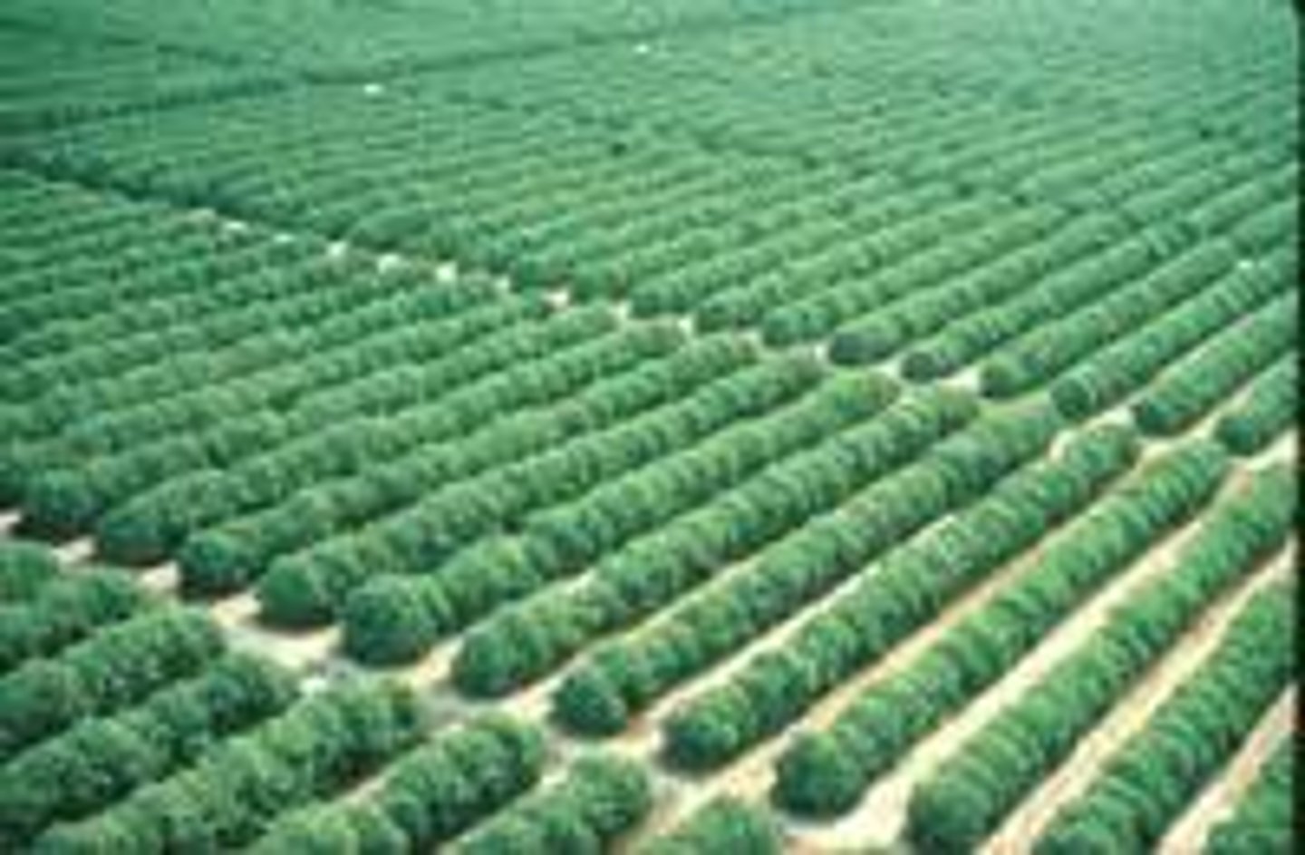 <p>growing one crop at a large farm, common with commercial grain farming and plantation ag</p><p>-cash crops for export</p><p>mono=ONE</p>