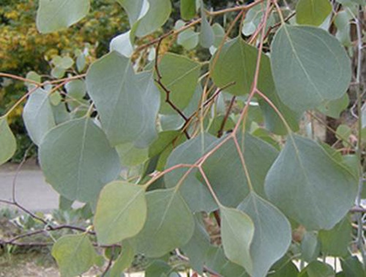 <p>eucalyptus</p>