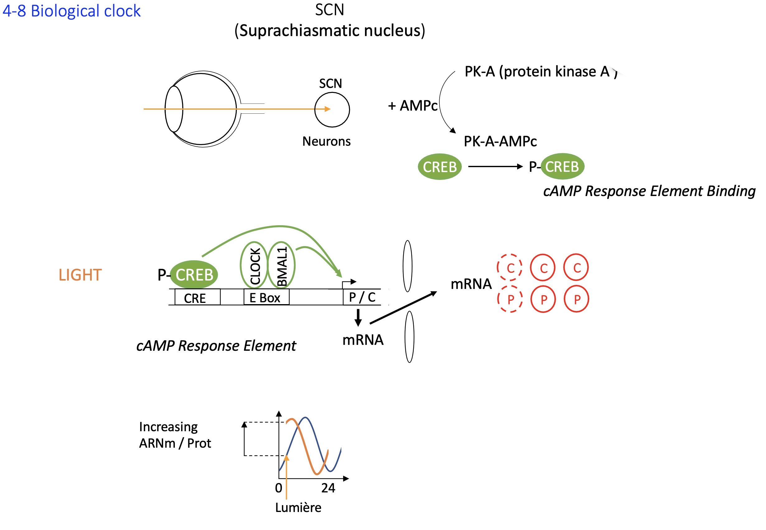 <p>sigh stimulates SCN neurons</p><p>PKA + AMPc —&gt; phosphorylates CREB</p><p>P-CREB binds distal binding site (CRE BS)</p><p>this along w/ the binding of CLOCK &amp; BMAL1 to e-box activates the transcription of Per and Cry&nbsp;resetting the clock </p><p>Separately, the <strong>CLOCK:BMAL1 complex</strong> regulates circadian transcription independently of light input:</p><p><strong>CLOCK and BMAL1</strong> are TF that form a heterodimer and  bind to <strong>E-box elements </strong> in promoters of <strong>Per</strong> and <strong>Cry</strong> genes.</p><p><strong>PER and CRY proteins accumulate</strong>, form complexes, and then <strong>inhibit CLOCK:BMAL1</strong> activity — this creates the ~24-hour oscillation.</p><p></p><p></p>