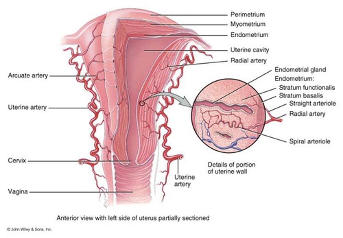 <p>distal end of uterus</p>