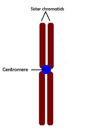 <p>The center component that holds together eukaryotic sister chromatids</p><p>after separation the individual chromosomes has its own centromere</p>