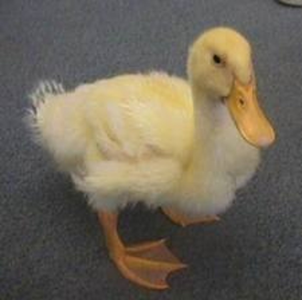 <p>ave que nada en el lago y dice "Quack quack"</p>