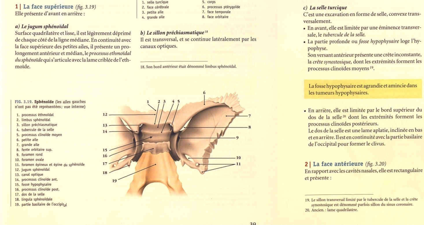 <p>Face postérieure: quadrilatère, unit l’occipital au sphénoide par la partie basillaire de l’occipital.</p><p></p><p></p><p></p><p></p>