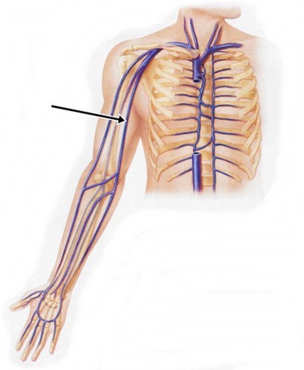 <p>medially under the biceps brachii</p>