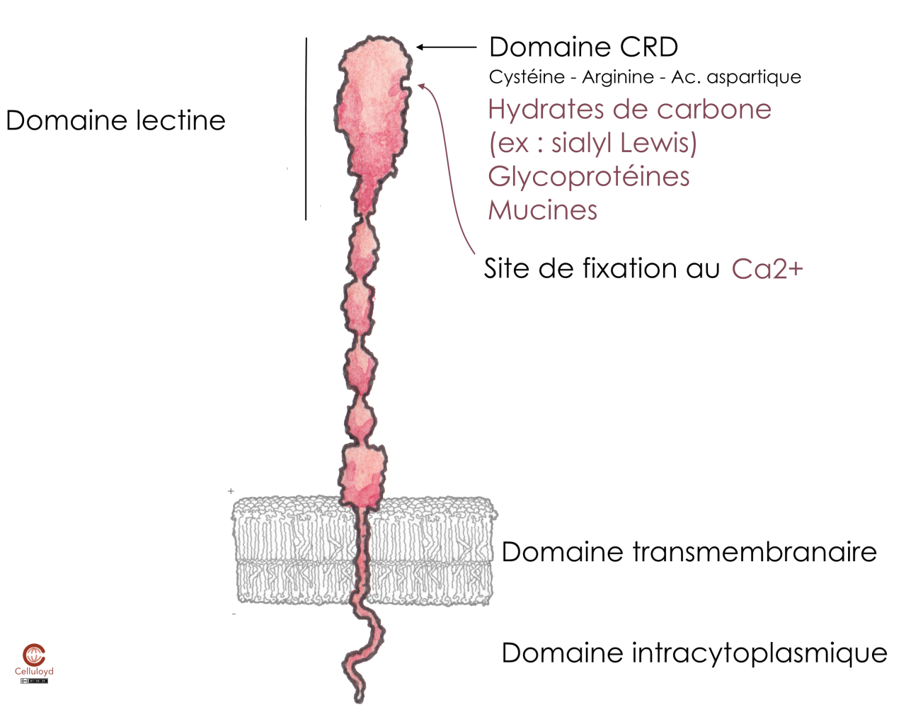 <p><strong>Structure</strong></p><p>Les sélectines sont des <strong>lectines de type C dépendantes du Ca2+</strong>.</p><p>Leur structure modulaire comprend :</p><ul><li><p>un <strong>domaine lectine N-terminal</strong></p></li><li><p>un <strong>domaine de type EGF</strong></p></li><li><p>plusieurs répétitions de consensus</p></li><li><p>un domaine transmembranaire</p></li><li><p>un domaine cytoplasmique C-terminal</p></li></ul><p></p><p><strong><u>Ligands des sélectines</u></strong></p><ul><li><p>Les sélectines se lient à des <strong>glycoprotéines hautement glycosylées</strong>.</p></li></ul><ul><li><p>structures reconnues sont surtout des <strong>motifs glucidiques</strong>, notamment <strong>sialyl-Lewis x</strong></p></li><li><p>Donc :</p><ul><li><p>les sélectines reconnaissent des <strong>sucres spécifiques</strong></p></li><li><p>portés par des protéines membranaires glycosylées</p></li></ul></li></ul><p></p>