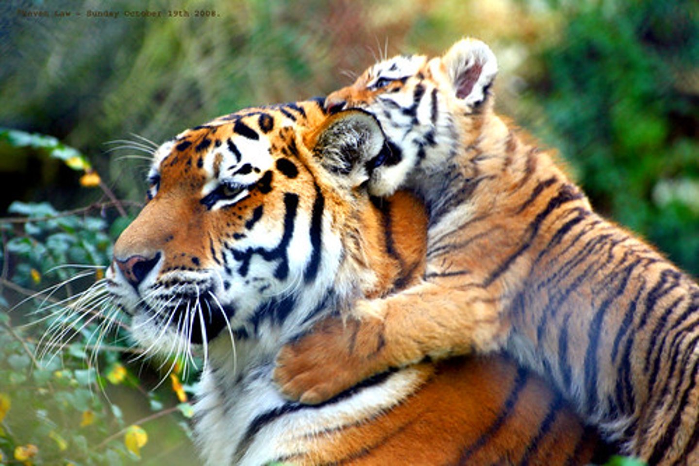 <p>wildlife</p>