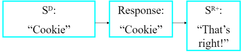 <ul><li><p>response form controlled by verbal stimulus</p></li><li><p>formal similarity between response &amp; verbal stimulus (speaker repeats what&apos;s heard)</p></li><li><p>point-to-point correspondence between response &amp; verbal stimulus</p></li></ul>