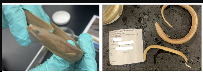 <p>Order Anguilliformes </p><p>Family Anguillidae (Freshwater Eels) </p><p>Anguilla rostrata </p><p>American Eel</p>