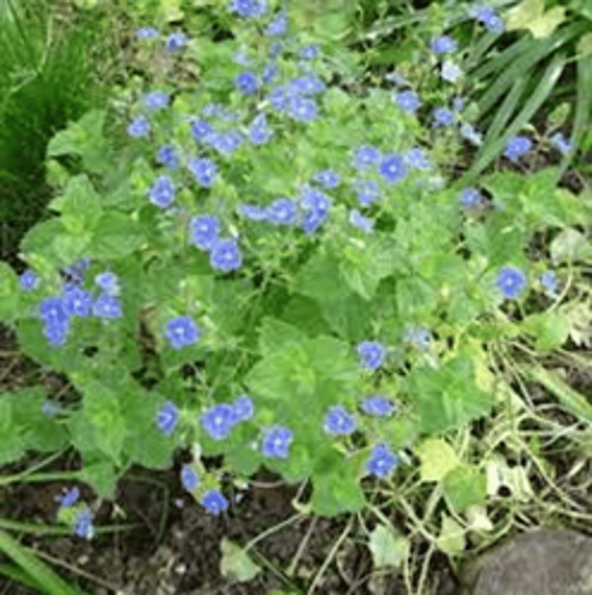 <p>Gewone ereprijs</p>