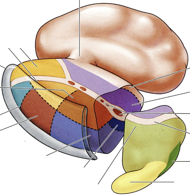 <p>what do the colored regions represent?</p>