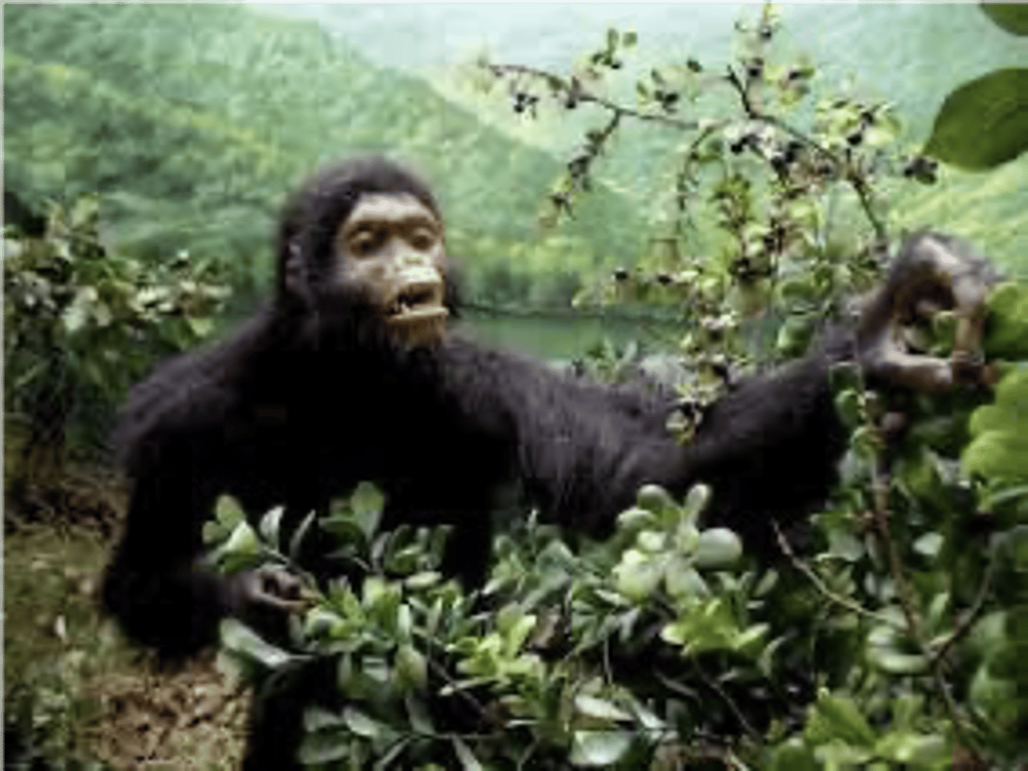 <p>- Found in Italy</p><p>- Measurements of the semicircular ear canals suggest that the size falls in the range of great apes</p>