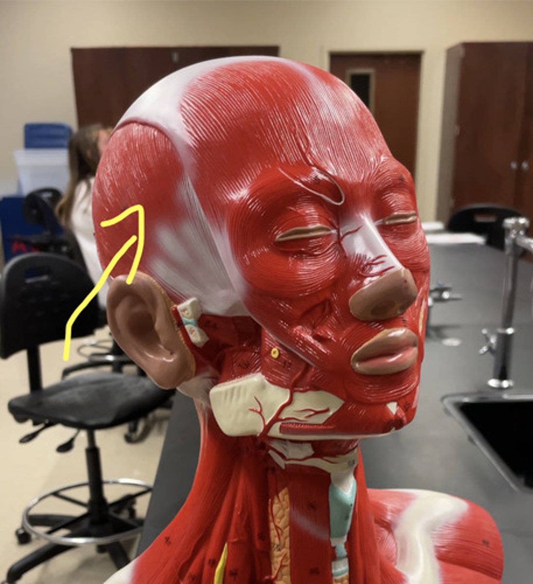 <p>muscles connecting to the sides of the head</p><p>action: close the jaw; assists in retracting and moving the mandible from side to side</p>