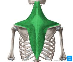 <p>O: occipital bone, C1-T12 spinous processes</p><p>I: clavicle, acromion process and spine of scapula</p><p>A: superiorly rotate, elevate, depress, retract scapula</p>