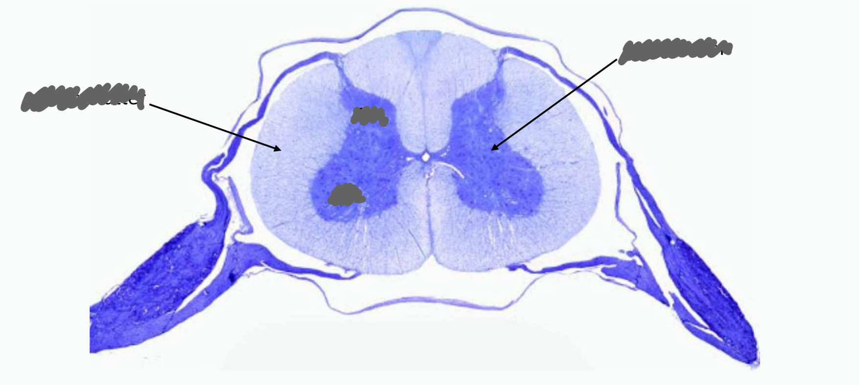 <p>label parts of sc cross section</p>