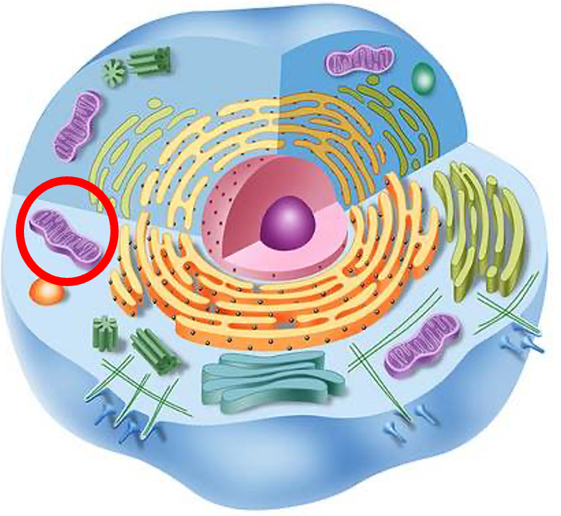<p>Mitochondria</p>