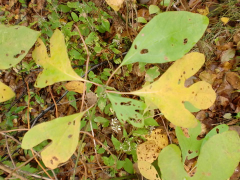 <p>(Sassafras albidum)</p>