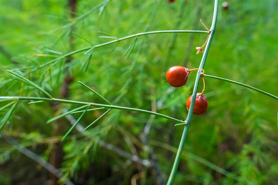 <p>Asparagus officinalis</p>