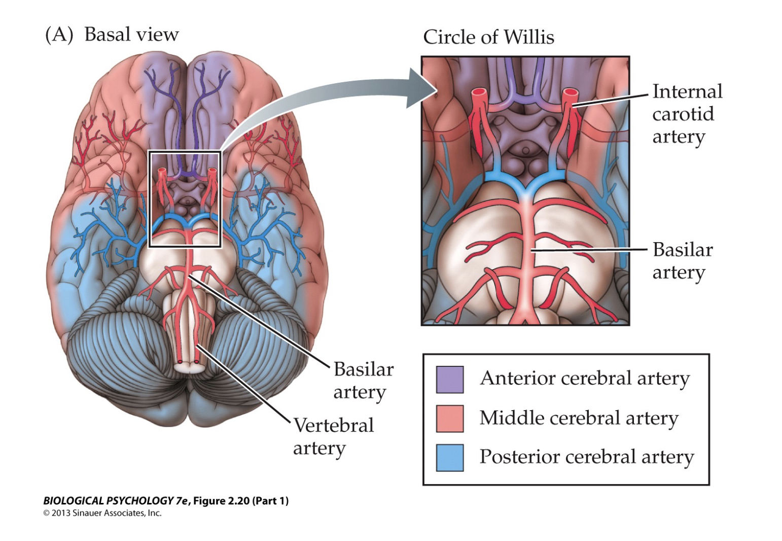 <p>oxygen supply</p><ul><li><p>internal carotid arteries are connected to many blood vessels in the brain</p></li><li><p>anterior cerebral artery - feeds the medial, anterior, and dorsal parts of brain</p></li><li><p>middle cerebral artery - feeds the lateral parts of the brain</p></li><li><p>posterior cerebral artery - feeds dorsal and posterior parts of the brain</p></li><li><p>circle of Willis: the joining area of several arteries at the bottom (inferior) side of the brain (forms a &apos;circle&apos;)</p></li></ul>