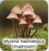 <p>eukaryote </p><p>unicellular/multicellular</p><p>heterotroph</p>