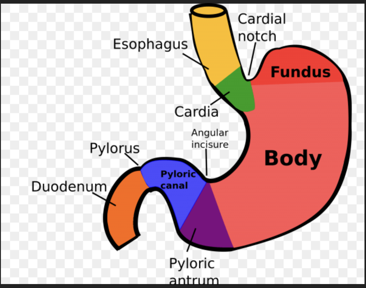 <p><span>&nbsp;<strong>Regions of the stomach: </strong>fundus, body, pylorus- funnel shaped terminal end</span></p>