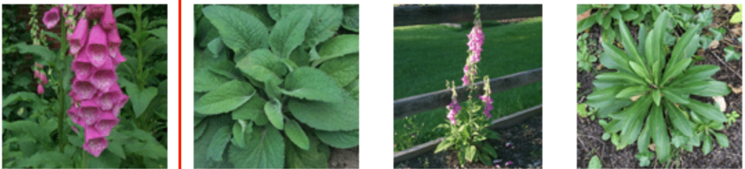 <p>Digitoxin- heart, vomiting, diarrhea</p>