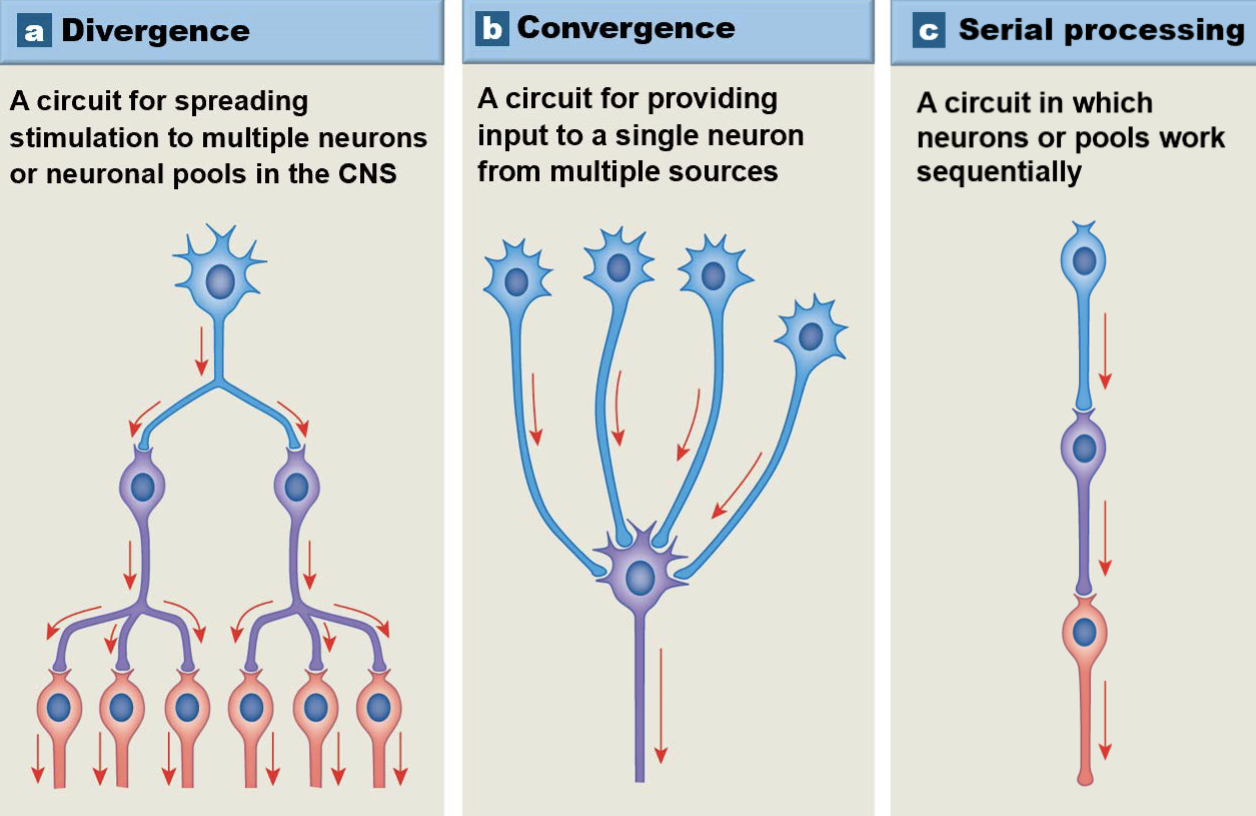 <p>Neural Circuits: Types****</p>