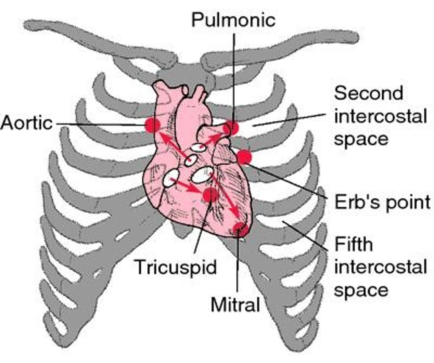 <p>Closure of mitral and tricuspid valves; 'lub'.</p>