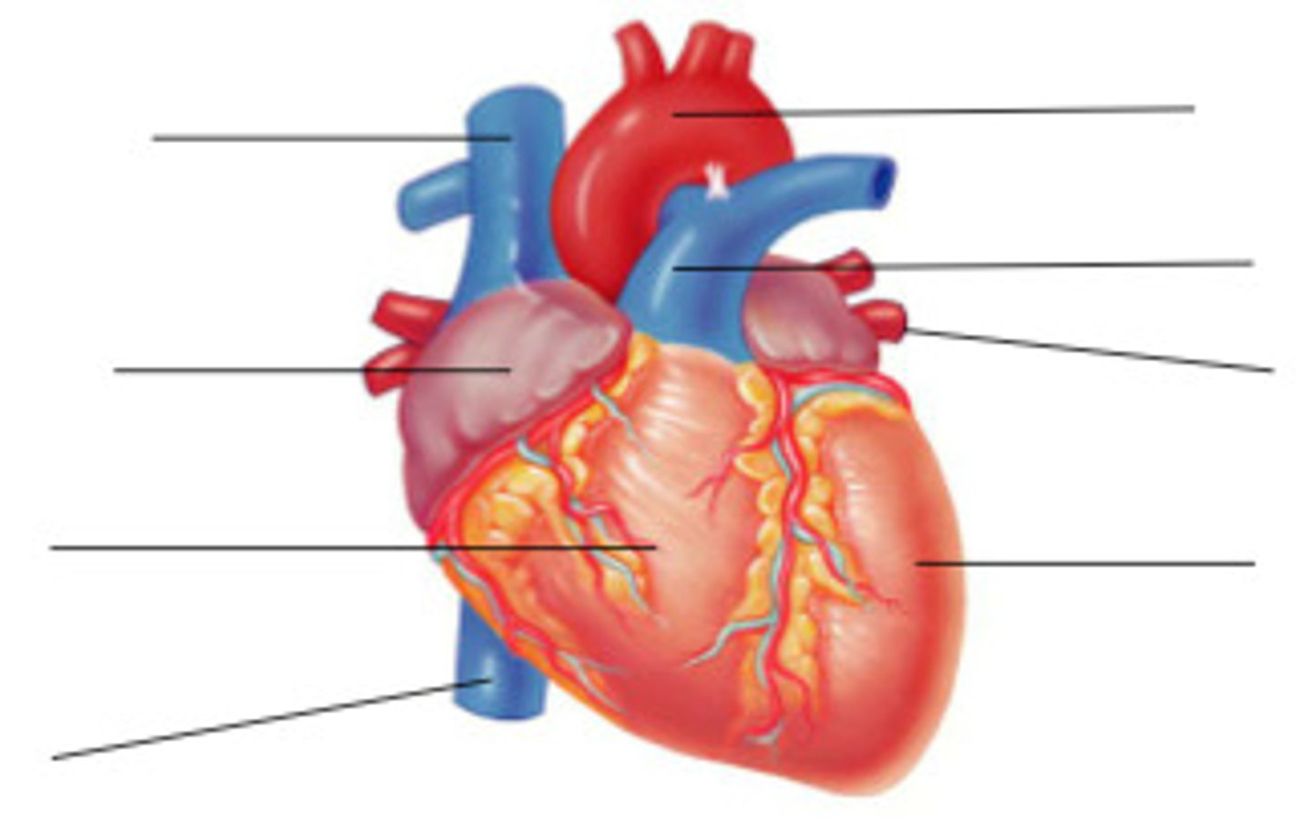 <p>label the diagram</p>