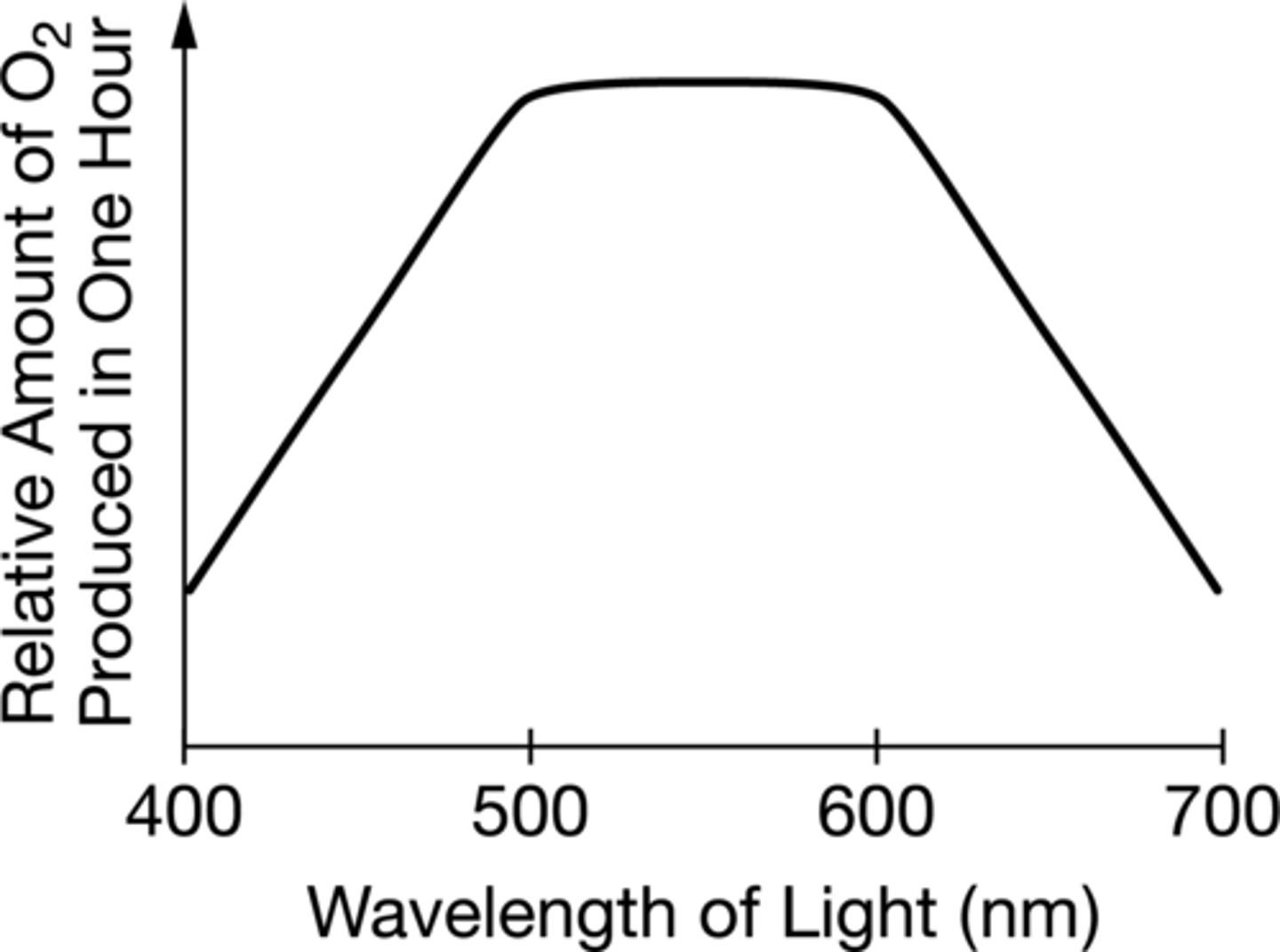 <p>Higher amount of O2 produced in one hour at 500 and 600 wavelength of light</p>