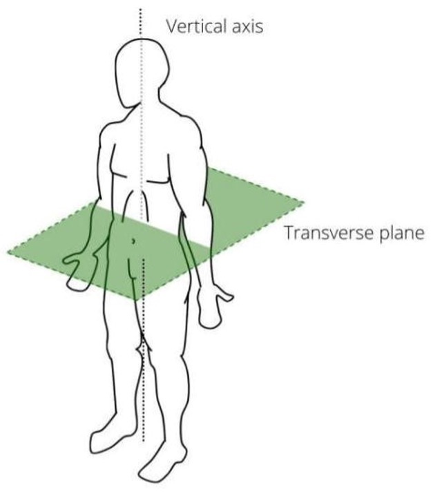 <p>Divides the body into top and bottom halves.</p>