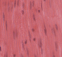 <p>internal organs like inside blood vessels, stomach, large intestine, trachea</p>