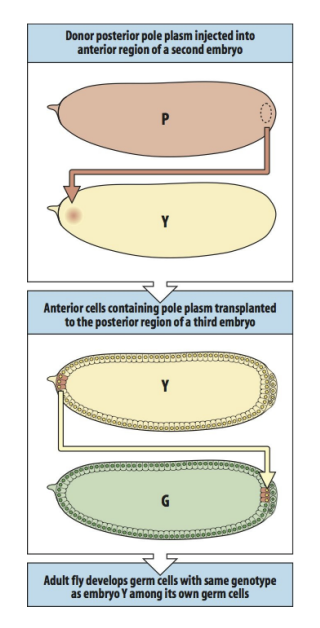 <ol><li><p>Posterior cytoplasm is transplanted to an anterior position in another egg</p></li><li><p>Nuclei at this position normally contribute to head strucuture</p></li><li><p>BUT→ as the embryo cellularises…</p></li><li><p>These cells include posterior egg cytoplasm</p></li></ol><p>→ Do they now mark germ cells rather than head strucutures?</p><p></p>