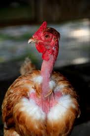 <p>Transylvanian Naked Neck (Appearance)</p>