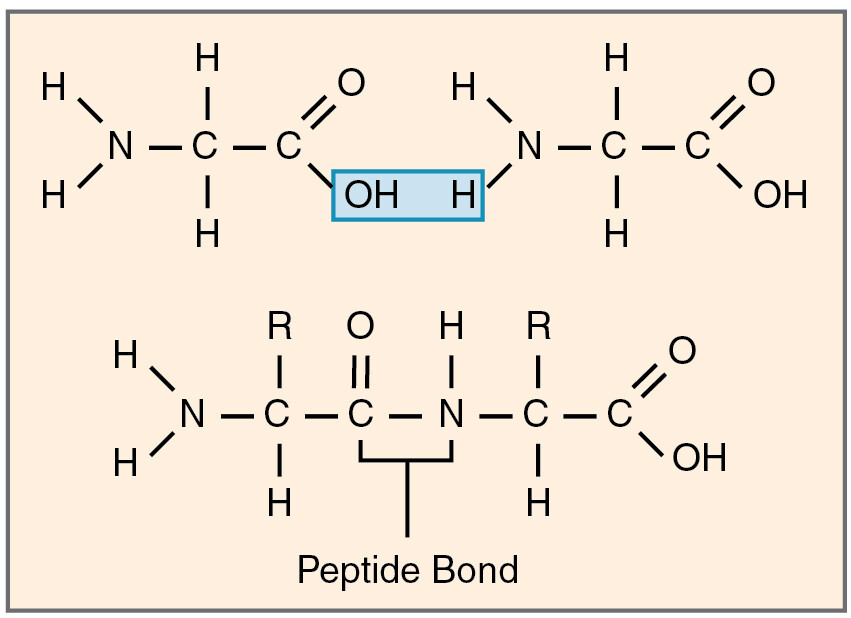 <p>at the C-N bond. NOT at the N-C bond.</p>