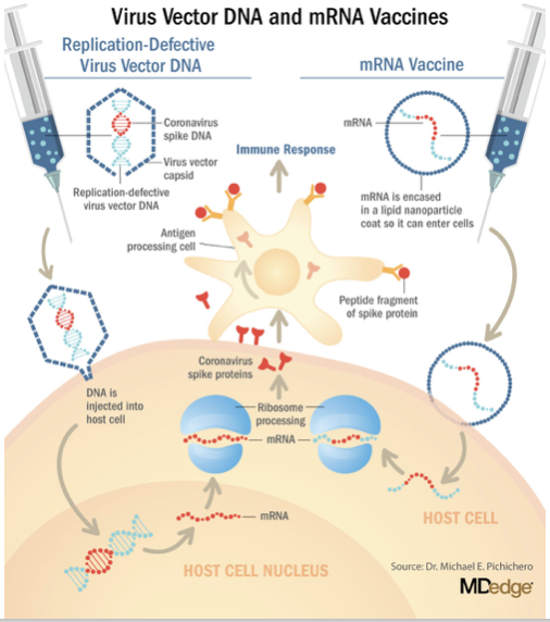 <p>Injects mRNA enclosed in a lipid nanoparticle, allowing the host cells to make the viral protein for recognition by the immune system</p>