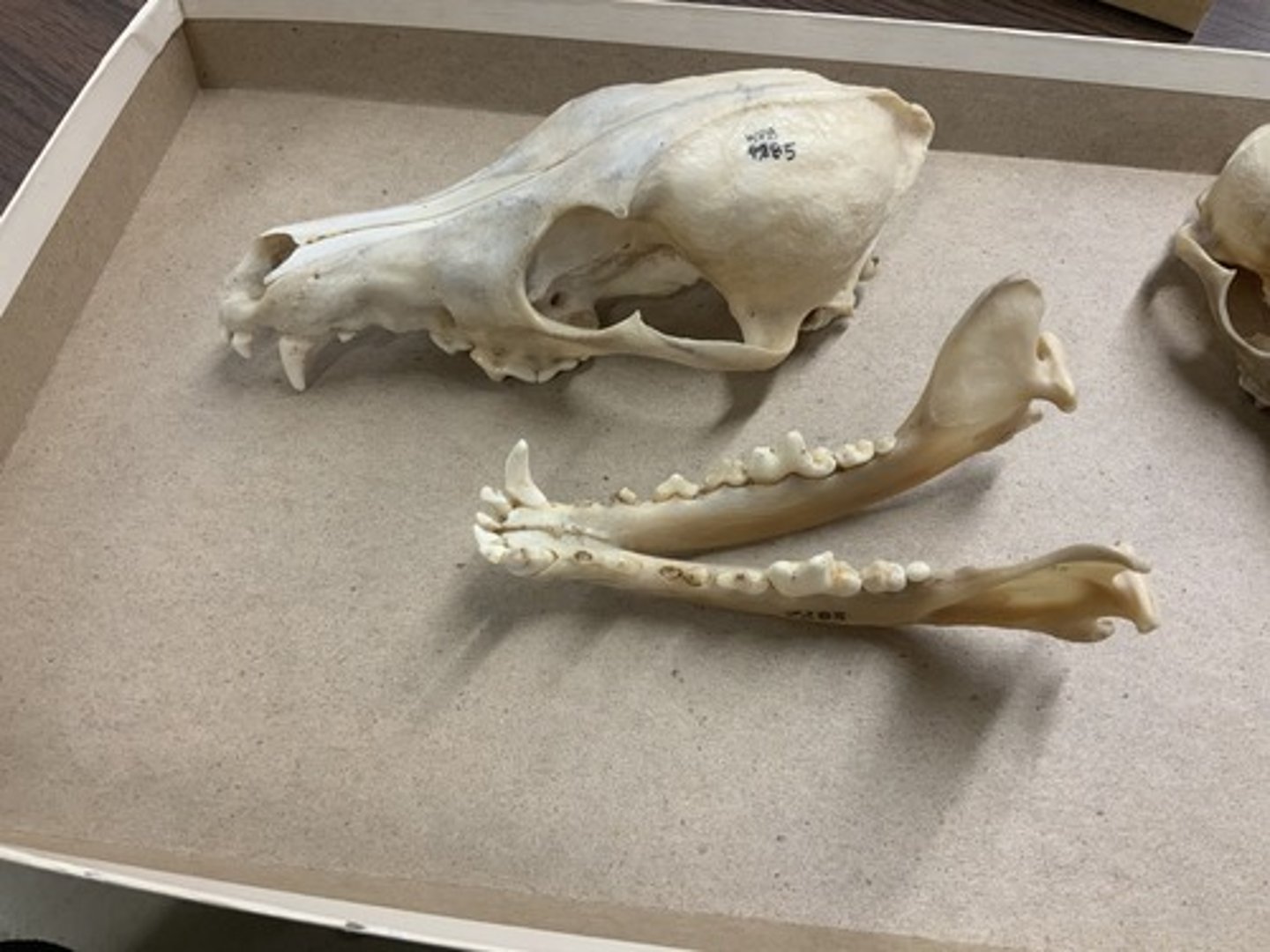 <p>Family, Suborder, Order, Infraclass, Subclass</p><p>-10 teeth</p><p>-alisphenoid canal</p><p>-pp > mp</p><p>-long rostrum</p><p>-shearing teeth</p><p>-last M large, transversely elongated</p>