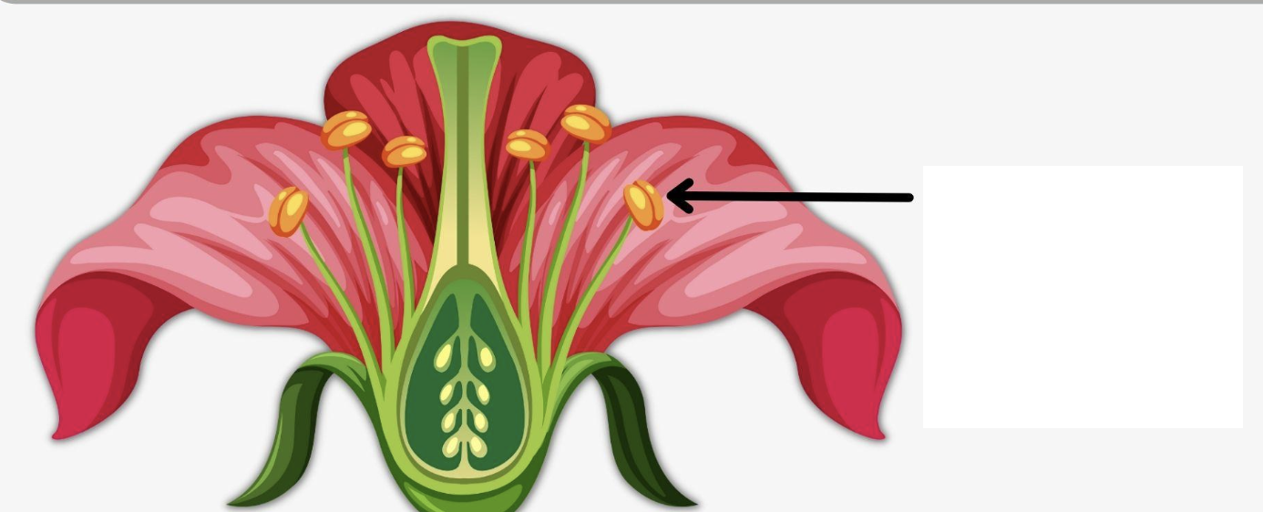 <p>What is the arrow pointing to?</p>